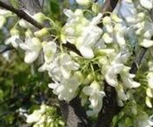 Cercis canadensis 'Texas White PB18 Cercis canadensis 'Texas White PB18