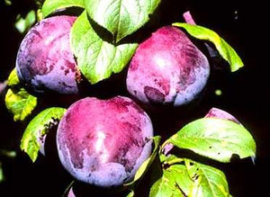 Plum 'Black Dorris' PB18