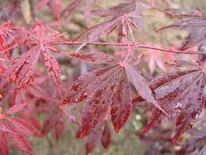 Acer palmatum 'Sherwood Flame' PB18 Acer palmatum 'Sherwood Flame' PB18