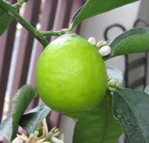 Citrus 'Lime Bearss' 4.7L