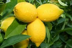 Citrus 'Lemon Lisbon' PB12