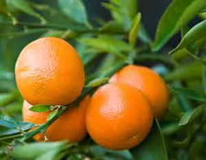 Citrus 'Mandarin Clementine' 4.7L Citrus 'Mandarin Clementine' 4.7L