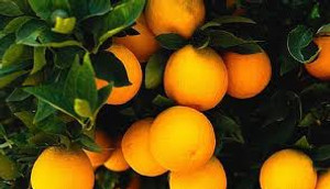 Citrus 'Orange Carters Navel' PB12 Citrus 'Orange Carters Navel' PB12