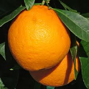 Citrus 'Orange Newhall' 4.7L Citrus 'Orange Newhall' 4.7L