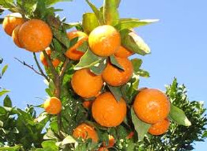 Citrus 'Grapefruit Morrison Se PB12 Citrus 'Grapefruit Morrison Se PB12