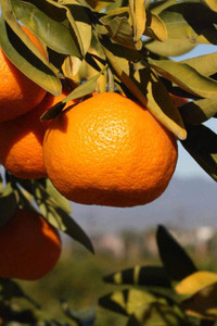 Citrus 'Mandarin Aoshima' 4.7L Citrus 'Mandarin Aoshima' 4.7L