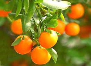 Citrus 'Mandarin Corsica No2' PB12 Citrus 'Mandarin Corsica No2' PB12