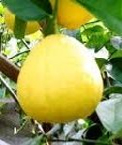 Citrus 'Lemon Ponderosa' 4.7L Citrus 'Lemon Ponderosa' 4.7L