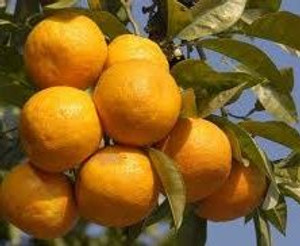 Citrus 'Orange Seville' 4.7L Citrus 'Orange Seville' 4.7L