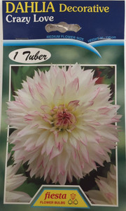 Dahlia Decorative 'Crazy Love'