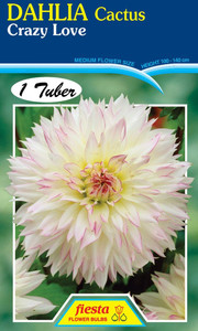 Dahlia Decorative 'Crazy Love'