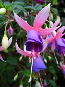 Fuchsia Assorted 15cm