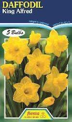 Daffodil 'King Alfred'