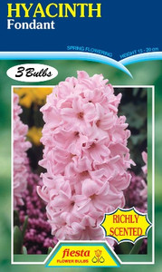 Hyacinth 'Fondant' 3