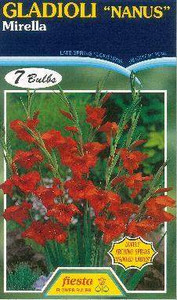 Gladioli Nanus 'Mirella'