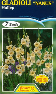 Gladioli Nanus 'Halley'