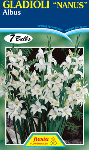 Gladioli Nanus 'Albus'