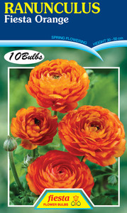 Ranunculus 'Fiesta Orange'