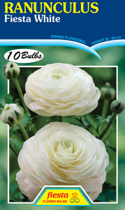 Ranunculus 'Fiesta White'