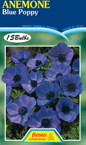 Anemone 'Blue Poppy' 15