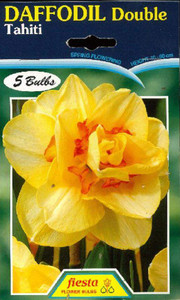 Daffodil 'Tahiti' 5