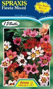 Sparaxis - Fiesta Mixed 15