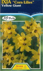 Ixia 'Yellow Giant' 10