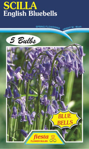 Scilla 'English Bluebell' 5