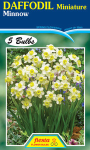 Daffodil 'Minnow' 5