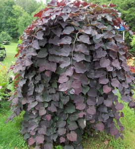 Cercis canadensis 'Ruby Falls' PB28 Cercis canadensis 'Ruby Falls' PB28