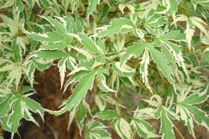 Acer palmatum 'Roseo Marginatu PB18