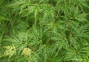 Acer p d 'Emerald Lace' HW 10L Acer p d 'Emerald Lace' HW 10L