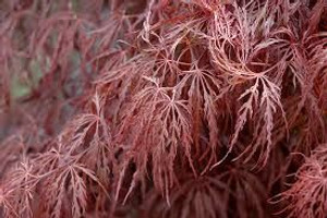 Acer p d 'Crimson Queen' - HW 10L Acer p d 'Crimson Queen' - HW 10L