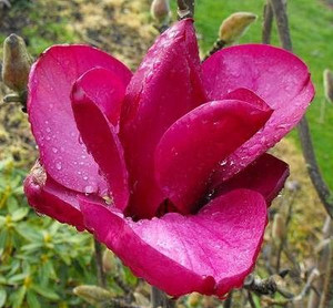 Magnolia 'Royal Purple' PB18
