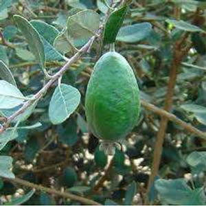 Feijoa 'Apollo' 3L Feijoa 'Apollo' 3L
