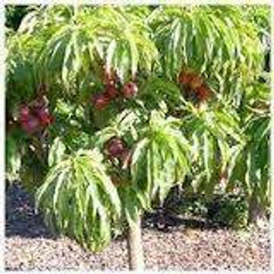 Nectarine 'Flavourzee' -70cm 6L Nectarine 'Flavourzee' -70cm 6L