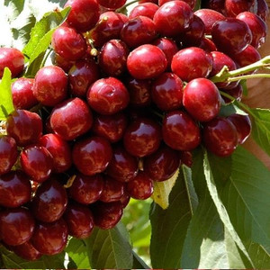 Cherry 'Lapins' PB18
