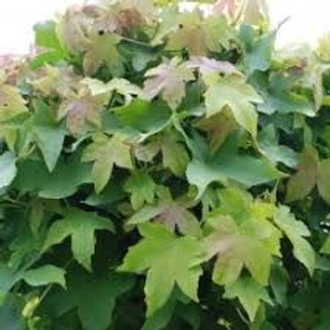 Liquidambar s 'Gumball' - LW PB18 Liquidambar s 'Gumball' - LW PB18