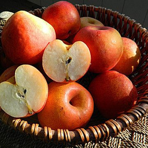 Nashi 'Reddy Robin' 4.7L