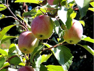 Apple 'Roy's Pearl' 4.7L Apple 'Roy's Pearl' 4.7L