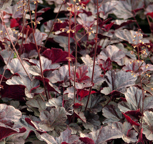 Heuchera 'Obsidian' 2L