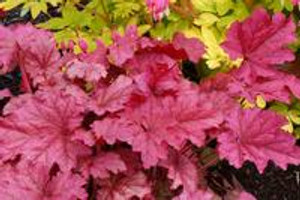 Heuchera 'Berry Smoothie' 2L