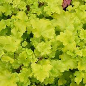 Heuchera 'Lime Marmalade' 14cm Heuchera 'Lime Marmalade' 14cm