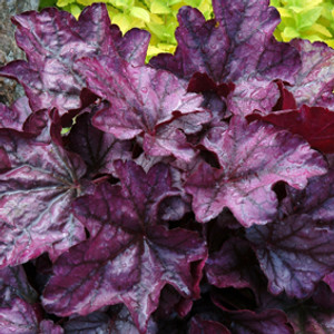 Heuchera 'Plum Royale' 14cm