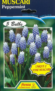 Muscari 'Peppermint' 5