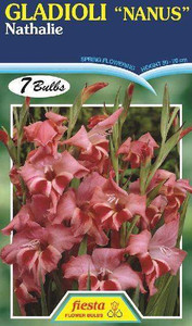 Gladioli Nanus 'Nathalie'