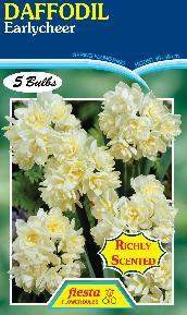 Daffodil 'Earlycheer' 5