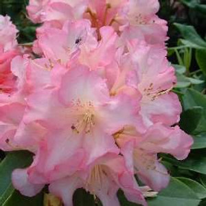 Rhododendron 'Bruce Brechtbill 8L Rhododendron 'Bruce Brechtbill 8L