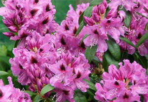 Rhododendron 'Bumble Bee' 8L Rhododendron 'Bumble Bee' 8L