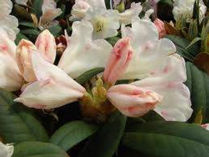Rhododendron 'Grumpy' 8L Rhododendron 'Grumpy' 8L
